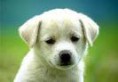 /album/galleria-foto-cani/hhh-jpg/