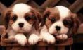 /album/galleria-foto-cani/jjj-jpg/