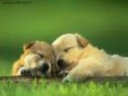 /album/galleria-foto-cani/uuu-jpg/