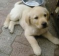 /album/galleria-foto-cani/a4abdeefdb7c8c9cd53af26b58-jpg/