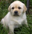 /album/galleria-foto-cani/a1307-jpg/