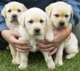 /album/galleria-foto-cani/a1266091687-74039079-2-labrador-cuccioli-stupendi-massima-serieta-e-garanzie-bollate-jpg/
